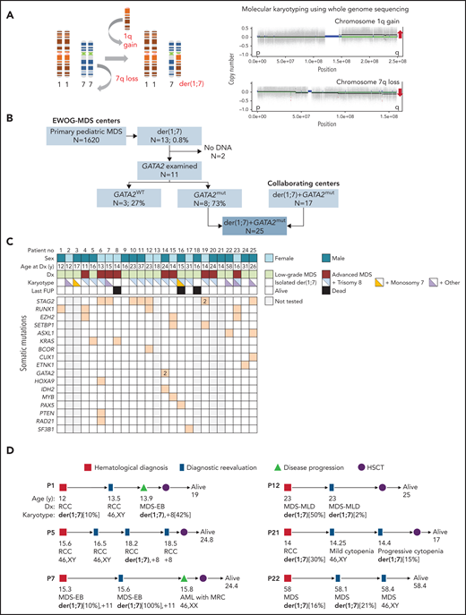 Association of chromosomal aberration der(1;7)(q10;p10) with GATA2 deficiency and MDS. (A) Left: schematic representation of the mechanism leading to the formation of unbalanced der(1;7) aberration that results in trisomy 1q and deletion 7q. Right: copy number variation profiling based on whole genome sequencing data of the patient P15 depicting gain of material of 1q and loss of material of 7q, indicated by red arrows. (B) Composition of the study cohort. Within the EWOG-MDS primary MDS cohort, 13 cases with the der(1;7) were encountered, 8 of which had germline GATA2 mutations. An additional 17 cases with GATA2-related MDS and der(1;7) were enrolled from collaborating institutions for a more comprehensive analysis. (C) Matrix plot depicting clinical and genetic data of GATA2-MDS patients with der(1;7). (D) Dynamics of der(1;7) clone. Spontaneous regression or loss of the der(1;7) as well as phenotype changes over the course of disease are shown. AML with MRC, acute myeloid leukemia with myelodysplasia-related changes; Dx, diagnosis; EWOG-MDS, European Working Group of MDS in Childhood; last FUP, last follow-up; MDS-EB, MDS with excess blasts; MDS-MLD, MDS with multilineage dysplasia; mut, mutated; no, number; RCC, refractory cytopenia of childhood; WT, wild type.