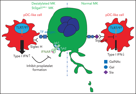 TF antigen on MK is normally masked by terminal sialylation but becomes exposed when sialic acids are depleted (desialylated) or St3gal1 is genetically deleted. pDC-like immune cells sense TF antigen exposure on MKs, which induces IFN-I secretion and inhibits platelet release (left). In the steady state of sialylated O-glycan on MKs, IFN-I secretion is inhibited, possibly via Siglec H, and normal thrombopoiesis occurs (right).