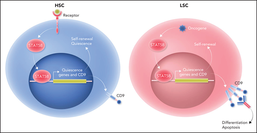 Only STAT5B plays a distinct and dominant role in self-renewal of HSCs and LSCs. Left panel: receptor engagement predominantly activates STAT5B in HSCs. STAT5B, in turn, selectively activates a set of “quiescence” genes that drive self-renewal and quiescence of HSCs. One of the STAT5B target genes is CD9. Right panel: the dominant role of STAT5B extends to LSCs. Oncogene stimulation predominantly activates STAT5B in LSCs. Subsequently, STAT5B selectively activates a set of “quiescence” genes that drive self-renewal of LSCs. CD9 expression levels are higher in LSCs than in HSCs. Blocking CD9 by antibodies can induce differentiation and apoptosis in STAT5B-driven LSCs, leading to their eradication. Professional illustration by Somersault18:24.
