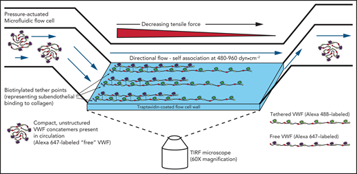 Free VWF association and dissociation from tethered VWF was measured in real time at the single-molecule level with a pressure-actuated microfluidic flow cell attached to a TIRF microscope. VWF concatemers were initially labeled with biotin and Alexa 488 (green) and immobilized on the traptavidin-coated flow cell wall (tethered VWF). A second fraction of VWF, labeled with Alexa 647 (purple), flowed through the microfluidic cell at different rates. High-flow rates resulted in high tensile forces proximal to the tether points, which are necessary for VWF self-association.