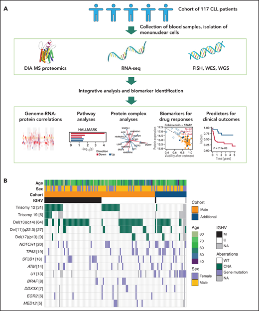 Overview. (A) Study outline.66 (B) Characteristics of patient samples included. Numbers shown in parentheses with each genetic aberration indicate the number of mutant samples. CNA, copy number alteration; FISH, fluorescence in situ hybridization; M, mutated; NA, not available; U, unmutated; WES, whole-exome sequencing; WGS, whole-genome sequencing; WT, wild type.