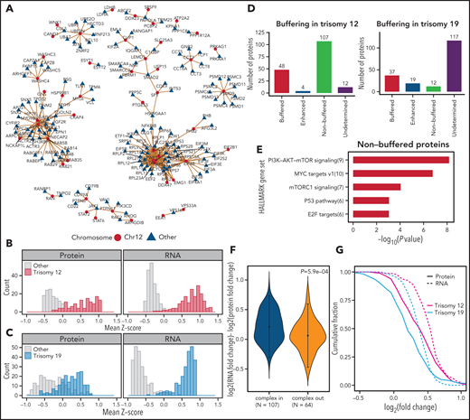 Protein complex and protein abundance buffering analysis. (A) Networks connecting proteins that are annotated as components of stable protein complexes by either CORUM or REACTOME databases. The source nodes (red dots) in the networks are proteins that are encoded on chromosome 12 and are upregulated in trisomy 12 CLL at both protein and RNA levels. The target nodes (blue triangles) are proteins that are encoded elsewhere and are upregulated in trisomy 12 CLL. (B-C) The shape of the edges indicates whether the target nodes are upregulated at RNA level (solid lines) or not (dotted lines). Normalized expression levels for chromosome 12 proteins/RNAs in trisomy 12 CLL (B) and chromosome 19 proteins/RNAs in trisomy 19 CLL (C) compared with diploid patient samples. Dosage effects of copy-number variants are seen both for protein and RNA expression and are more pronounced for RNA. (D) Classification of differentially expressed genes (trisomy 12 vs diploidy 12) on chromosome 12 and differentially expressed genes (trisomy 19 vs diploidy 19) on chromosome 19 into buffered (defined in main text), nonbuffered, enhanced, and undetermined groups. (E) Gene set enrichment analysis (Fisher’s exact test) for proteins in the nonbuffered group of trisomy 12 CLL. (F) Comparison of cis-effects of trisomy 12 at RNA and protein levels. The y axis shows the difference between log2(RNA fold change) and log2(protein fold change) for genes on chromosome 12. The comparison is stratified by whether a protein is annotated as a member of a stable complex in the CORUM or REACTOME database. The error bar indicates 1 standard deviation around the mean. (G) Empirical cumulative distribution function curves of copy-number variant mRNA (dashed lines) and copy-number variant protein (solid lines) expression correlations for genes on chromosome 12 (magenta) and chromosome 19 (blue).