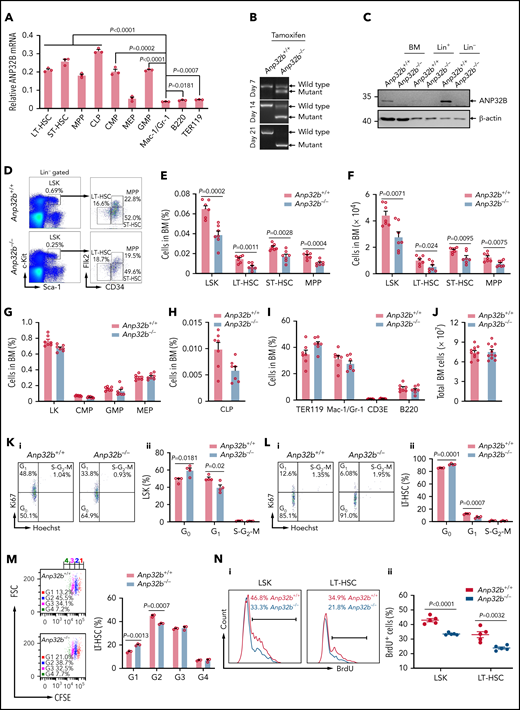 Deletion of Anp32b reduces HSC numbers by promoting quiescence. (A) Relative Anp32b mRNA levels were measured by quantitative reverse transcriptase-polymerase chain reaction (RT-PCR) in mouse BM LT-HSCs (Lin−Sca-1+c-Kit+Flk2−CD34−), ST-HSCs (Lin−Sca-1+c-Kit+Flk2−CD34+), MPPs (Lin−Sca-1+c-Kit+Flk2+), CLPs (Lin−Sca-1lowc-KitlowCD16/32+Flk2+), CMPs (Lin−Sca-1−c-Kit+CD16/32−CD34+), MEPs (Lin−Sca-1−c-Kit+CD16/32−CD34−), GMPs (Lin−Sca-1−c-Kit+CD16/32+CD34+), myeloid cells (Mac-1+/Gr-1+), B cells (B220+), and erythroid cells (TER119+) (n = 3). (B) Anp32b deletion was evaluated by genotyping in peripheral blood mononuclear cells (PBMCs) from Scl-Cre−;Anp32bfl/fl and Scl-Cre+;Anp32bfl/fl mice at indicated times after tamoxifen treatment. (C) ANP32B deletion was evaluated by Western blot in total BM cells and Lin+ and Lin− cells from 8- to 10-week-old Anp32b+/+ and Anp32b−/− mice. (D-F) Representative fluorescence-activated cell sorter (FACS) profiles (D), frequencies (E), and absolute cell numbers (F) of LSK cells (Lin−Sca-1+c-Kit+), LT-HSCs, ST-HSCs, and MPPs in BM from 8- to 10-week-old Anp32b+/+ and Anp32b−/− mice (n = 7). (G-I) Frequencies of LK (Lin−Sca-1−c-Kit+), CMPs, GMPs, MEPs (G), CLPs (H), and erythroid cells, myeloid cells, T cells (CD3E+), and B cells (I) in BM from 8- to 10-week-old Anp32b+/+ and Anp32b−/− mice (n = 7). (J) Total number of BM cells was calculated in 8- to 10-week-old Anp32b+/+ and Anp32b−/− mice (n = 11). (K-L) Cell-cycle analysis of LSK cells (K) and LT-HSCs (L) in BM from 8- to 10-week-old Anp32b+/+ and Anp32b−/− mice (n = 4). Representative FACS profiles (i) and percentages of cell cycle distributions (ii) are shown. (M) Cell division tracing of LT-HSCs sorted from 8- to 10-week-old Anp32b+/+ and Anp32b−/− mice. LT-HSCs were stained with CFSE and cultured for 4 days. Cell divisions were multicolored, and the number of cell divisions is shown. Percentages of cells in each generation were calculated (n = 3). G, generation. (N) Proliferation assay of LSK cells and LT-HSCs in Anp32b+/+ and Anp32b−/− mice. Mice were intraperitoneally injected with BrdU and fed with BrdU-containing drinking water for 2 days. Representative FACS plots (i) and the statistical analysis of BrdU-positive cells in LSK cells and LT-HSCs (ii) (n = 5). Error bars denote mean ± SEM. Statistical significance was determined by a 2-tailed, unpaired Student t test (E-N). All animal experiments were repeated at least twice with similar results, and the results of 1 representative experiment are shown.
