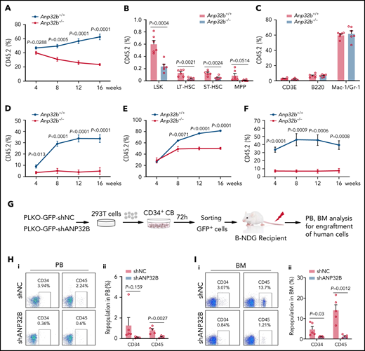 Anp32b deficiency reduces long-term repopulation capacity of HSCs. (A) Primary competitive transplantation assay was conducted with Anp32b+/+ and Anp32b−/− BM CD45.2 cells (6 × 105) along with 6 × 105 BM cells from CD45.1 competitor. Percentages of donor-derived cells in PB were analyzed at the indicated time points (n = 6). (B-C) Frequencies of donor-derived LSK cells, LT-HSCs, ST-HSCs, and MPPs (B) and lineage cells (C) in BM were analyzed at 16 weeks after transplant (n = 6). (D) Secondary transplantation was performed with total BM cells (1 × 106) from primary recipients in panel A at 16 weeks after transplant. Percentages of donor-derived cells in PB were analyzed at the indicated time points (n = 6). (E-F) Primary transplantation was conducted with FACS purified LT-HSCs (2 × 103) from Anp32b+/+ and Anp32b−/− BM cells along with 6 × 105 BM cells from CD45.1 competitor (E, n = 6). Secondary transplantation was performed with total BM cells (1 × 106) from primary recipients at 16 weeks after transplant (F; n = 5). Percentages of donor-derived cells in PB were analyzed at the indicated time points. (G) Schematic strategy of evaluation of the in vivo effect of ANP32B knockdown in human cord blood CD34+ cells. (H-I) Representative FACS plots (i) and percentages (ii) of human CD34+ and CD45+ cells engrafted in PB cells (H) and BM cells (I) 6 weeks after transplantation (n = 5). Error bars denote mean ± SEM. Statistical significance was determined by a 2-tailed unpaired Student t test (A-F, H-I). All animal experiments were repeated at least twice with similar results, and the results of 1 representative experiment are shown.