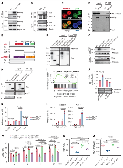 ANP32B interacts with and inhibits the transcriptional activity of p53 to maintain the function of HSCs. (A) Western blot analysis of indicated proteins in the inputs and immunoprecipitates of Flag-tagged ANP32B-transfected 32D cells. (B) Western blot analysis of indicated proteins in the inputs and immunoprecipitates of endogenous p53 in 32D cells. (C) Immunofluorescent staining of endogenous ANP32B, p53 together with restaining of 4′,6-diamidino-2-phenylindole in mouse LSK cells, followed by imaging with confocal microscopy. (D) Bacterially expressed His-ANP32B was incubated with GST or GST-tagged p53, followed by GST-tag pulldown and Western blot analysis of indicated proteins. (E) Structure schematic diagram of full-length and truncated segments of p53 and ANP32B. (F-G) Western blot analysis of indicated proteins in the inputs and immunoprecipitates of anti-ANP32B antibody in H1299 cells transfected with Flag-p53 full-length plasmid and truncated segments. (H) Western blot analysis of indicated proteins in the inputs and immunoprecipitates of anti-FLAG M2 beads in 293T cells transfected with Flag-ANP32B full-length plasmid and N163 segments. (I) GSEA analysis of RNA-seq data from Anp32b+/+ and Anp32b−/− LSK cells using p53-regulated gene set (n = 3 biologically independent p53+/+ and p53−/− HSPCs obtained from the GEO, accession code GSE137126). (J) Clonally derived HCT116 cell lines depleted of ANP32B (gANP32B) or not (gNS), empty vector (EV), or ANP32B-infected HCT116 cells were cotransfected with a luciferase reporter plasmid for p53 transcription (pp53-TA-luc) and Renilla luciferase reporter plasimid, and the relative luciferase activity were determined. (K) Relative mRNA expression levels of indicated genes in BM LSK cells from Anp32b+/+ and Anp32b−/− mice by quantitative RT-PCR. (L) ChIP-quantitative RT-PCR of immunoglobulin G and p53 on the promoters of the indicated genes in BM LSK cells from Anp32b+/+ and Anp32b−/− mice. (M-O) Competitive transplantation assay was conducted with Anp32b+/+p53+/+, Anp32b−/−p53+/+, Anp32b+/+p53+/−, and Anp32b−/−p53+/− BM CD45.2 cells (6 × 105) along with 6 × 105 BM cells from CD45.1 competitor. Percentages of CD45.2+ cells in PB were analyzed at the indicated time points (M). Frequencies of CD45.2+ cells (N) and CD45.2+LSK cells (O) in BM were analyzed at 16 weeks after transplant (n = 5). Error bars denote mean ± SEM. Statistical significance was determined by a 2-tailed, unpaired Student t test (J-O). The experiments in panels A-D, F-H, and J were repeated 3 times independently with similar results, and the results of 1 representative experiment are shown. The animal experiments were repeated twice with similar results, and the results of 1 representative experiment are shown.