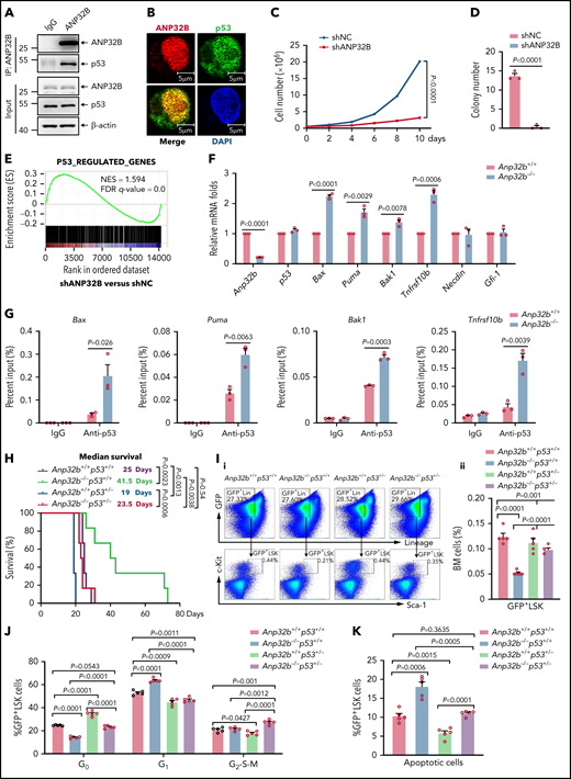 ANP32B-mediated transcriptional repression of p53 enables maintenance of CML LSCs. (A) Western blot analysis of indicated proteins in the inputs and immunoprecipitates of endogenous ANP32B in KU812 cells. (B) Immunofluorescent staining of endogenous ANP32B and p53 together with restaining of 4′,6-diamidino-2-phenylindole in KU812 cells, followed by imaging with confocal microscopy. (C) Proliferation curves of KU812 cells infected with shNC or shANP32B. Cell numbers were counted at the indicated days (n = 3). (D) Colony-forming assay for KU812 cells infected with shNC or shANP32B. Colony numbers were evaluated at day 10 (n = 3). (E) GSEA analysis of RNA-seq data from KU812 cells with shNC and shANP32B infection using p53-regulated gene set (data obtained from CML CD34+ cells treated with RITA or not, fold change >2, false discovery rate (FDR) < 0.05, data were deposited in the European Nucleotide Archive under accession number PRJEB9942). (F) Relative mRNA expression levels of indicated genes in BM GFP+LSK cells sorted from recipients receiving BCR-ABL1–transduced Anp32b+/+ and Anp32b−/− Lin− BM cells at 12 days after transplant by quantitative RT-PCR. (G) ChIP-quantitative RT-PCR of immunoglobulin G and p53 on the promoters of the indicated genes in BM GFP+LSK cells sorted from recipients receiving BCR-ABL1–transduced Anp32b+/+ and Anp32b−/− Lin− BM cells at 12 days after transplant. (H) Survival curves and analysis of median survival from recipients transplanted with BCR-ABL1–transduced Anp32b+/+p53+/+, Anp32b+/+p53+/−, Anp32b−/−p53+/+, and Anp32b−/−p53+/− Lin− BM cells (n = 6). (I) Representative FACS plots (i) and the percentage (ii) of BM GFP+LSK cells at 14 days after transplant (n = 5). (J) Cell cycle analysis of BM GFP+LSK cells at 14 days after transplant. Percentages of cell cycle distributions are shown (n = 5). (K) Apoptosis analysis of BM GFP+LSK cells at 14 days after transplant. Percentage of apoptotic GFP+LSK cells are shown (n = 5). Error bars denote mean ± SEM. Statistical significance was determined by 2-way analysis of variance (C), 2-tailed, unpaired Student t test (D,F-G,I-K), or log-rank test (H). The experiments in panels A-D were repeated 3 times independently with similar results, and the results of 1 representative experiment are shown. All animal experiments were repeated at least twice with similar results, and the results of 1 representative experiment are shown.