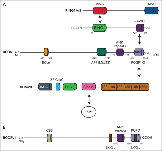 BCOR and BCORL1 proteins. (A) The BCOR protein is characterized by the BCL6 binding site, the AF9 (MLLT3) binding site, the ANK repeats, and the PUFD binding site capable to dimerize with PCGF1. When the BCOR PUFD domain binds to the RAWUL domain of PCGF1, the complex acquires stability and therefore BCOR is able to interact with the leucine-rich repeat domains of KDM2B. Other components of the multiprotein complex include the catalytic enzyme RING1A/B, RYPB, and SKP1. (B) The BCORL1 protein is characterized by the CtBP1 binding site (CBS), 2 LXXLL (nuclear receptor recruitment motifs), the ANK repeats, and the PUFD binding site.