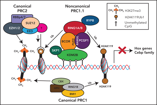 Noncanonical PRC1.1 complex and canonical PRC2 and PCR1 complexes in HSCs. The BCOR complex is recruited to the chromatin via binding of KDM2B to nonmethylated CpG islands, and it catalyzes the ubiquitination of the histone H2A at Lys119 (H2AK119ub) via the RING-PCGF1 enzymatic core. Ubiquinated loci (white asterisk) recruit the histone methyltransferase EZH2, one of the components of the polycomb repressor complex 2 (PRC2). PRC2 is then responsible for the histone H3 methylation at Lys27 (H3K27me3). All these histone modifications lead to the suppression of gene transcription. Canonical PRC1 complex through its components RING1B and CBX catalyzes both the ubiquitination of the histone H2A at Lys119 (H2AK119ub) and the histone H3 methylation at Lys27 (H3K27me3), also leading to the suppression of gene transcription.