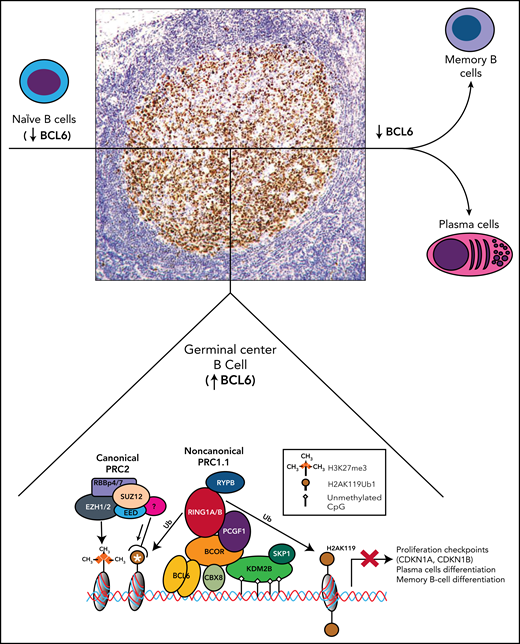 Role of BCOR and noncanonical PRC1.1 complex in the germinal centers of B-cell follicles. Mantle naïve B cells do not express BCL6. Germinal center B cells strongly express BCL6 (nuclear brown positivity at immunoperoxidase staining with monoclonal antibody PG-B6p42). BCL6 interacts with BCOR to recruits the PRC1.1 that leads to the epigenetic transcriptional repression of BCL6 target genes. CBX8 is also a component of the complex in the germinal center B cells.2 The white asterisk indicates recruitment of PRC2 to the ubiquitinated loci. In addition to BCOR, the POZ domain of BCL6 also interacts with the SMRT and N-CoR corepressors that are part of the large multiprotein histone deacetylase-containing complexes and are also required for the repressive activity of BCL6. These events result into the temporary silencing of genes controlling differentiation of B cells to plasma cells and cell cycle checkpoint (CDKN1A, CDKN1B) to allow immunoglobulin affinity maturation. B cells that exit from germinal center downregulate BCL6 before giving raise to plasma cells and memory B cells.