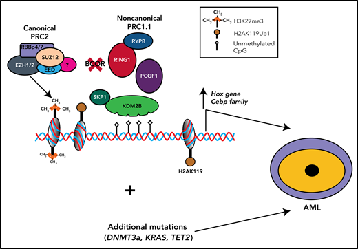 BCOR functional loss cooperates with other mutations to promote AML. Disruptive BCOR mutations that cause loss of the native protein or generate a truncated protein abrogate the capability of BCOR to bind PCGF1, thus preventing its interaction with KDM2B and the formation and recruitment to chromating of the enzymatic core. Thus, in hematopoietic stem and progenitor cells (HSPCs), the repressive activity of the complex is abrogated resulting into the expression of Hox and Cebp family genes. The occurrence of additional mutations (eg, DNMT3A and RUNX1) promotes the development of AML. Whether BCOR mutations precede or follow DNMT3A and RUNX1 mutations remains to be established.