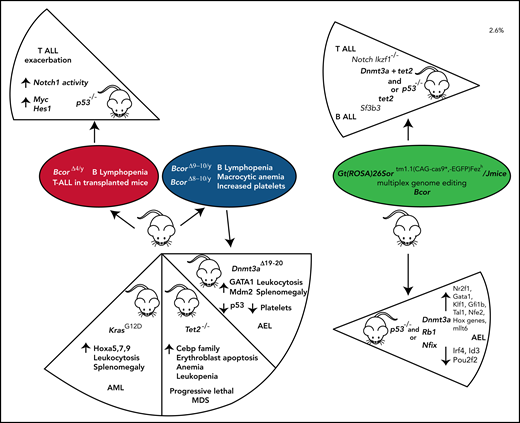 Schematic representation of BCOR knockout and double compound mouse models. The presence of different partner mutations in the Bcor conditional knockout mouse model (BcorΔ4/Y, BcorΔ9-10/Y, BcorΔ8-10/Y) variably affects the severity and penetrance of the disease phenotype. In particular, BcorΔ4/Y,p53−/− mice exacerbate the T-ALL developed in BcorΔ4/Y mice. Compound mutant mice carrying BcorΔ9-10/Y,Tet2−/− mutations develop a progressive lethal MDS. Compound mice comutated for BcorΔ9-10/Y, and KrasG12D develop AML, and mice comutated for BcorΔ8-10/Y and Dnmt3aΔ19-20 develop acute erythroid leukemia (AEL). An approach of multiplex genome editing of primary mouse hematopoietic stem and progenitor cell transplanted in a clustered regularly interspaced short palindromic repeat (CRISPR)-cas9 mice compound demonstrates that comutations of Bcor, Trp53 plus Dnmt3a or Rb1 or Nfix results in AEL. In contrast, the contemporary comutations of Bcor, Dnmt3a, Trp53, and tet2 result in T-ALL, and the contemporary comutations of Bcor, tet2 and Sf3b3 lead to B-ALL.