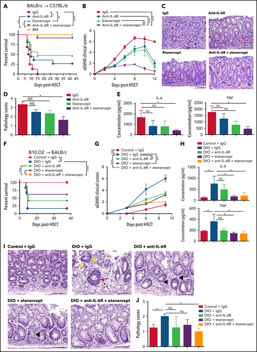 Effects of TNF and IL6 blockade on acute GVHD after alloHSCT in mice. (A-E) Lethally irradiated C57BL/6 mice received 5 × 106 bone marrow (BM) cells with and without 40 × 106 spleen cells (SCs) from donor BALB/c mice and were treated with either single or dual cytokine blockade. (A) Survival rate (BM: n = 4, other groups: n = 16 per group). (B) aGVHD clinical scores (n = 8 per group). (C) Representative images of H&E staining from colon samples at day 9 post-HSCT. Red arrows indicate crypt apoptosis, black arrows indicate lamina propial lymphocytes, orange arrows indicate intracryptal lymphocytes. The scale bar, 100 μm. (D) Pathology scores of GI tract samples (n = 5-7 per group). (E) Serum IL-6 and serum TNF concentrations at day 6 post-HSCT (n = 5-7 per group). (F-J) Lethally irradiated control and DIO BALB/c mice received 8 × 106 BM cells and 25 × 106 SCs from donor B10.D2 mice and were treated with either single or dual cytokine blockade. (F) Survival rate (n = 7-8 per group) (G) aGVHD clinical scores at day 6 post-HSCT (n = 7-8 per group). (H) Serum IL-6 and TNF concentrations at day 7 post-HSCT (n = 5-7 per group). (I) Representative images of H&E staining from colon samples at day 7 post-HSCT. The scale bar is 100 μm. Arrows indicate crypt apoptosis. Much milder lamina proprial lymphocytic infiltration is noted with dual cytokine blockade compared with single blockade. (J) Pathology scores of samples from panel H (n = 5-6 per group). Bar graphs depict mean ± SEM. Survival curves (A,F) were plotted on a Kaplan-Meier curve and analyzed by a log-rank test. Clinical scores were analyzed by 2-way analysis of variance (ANOVA) with Tukey's post hoc test for comparison among groups. A 1-way ANOVA test was used in panels E, D, H, and J. *P < .05; **P < .01; ***P < .001; ****P < .0001.
