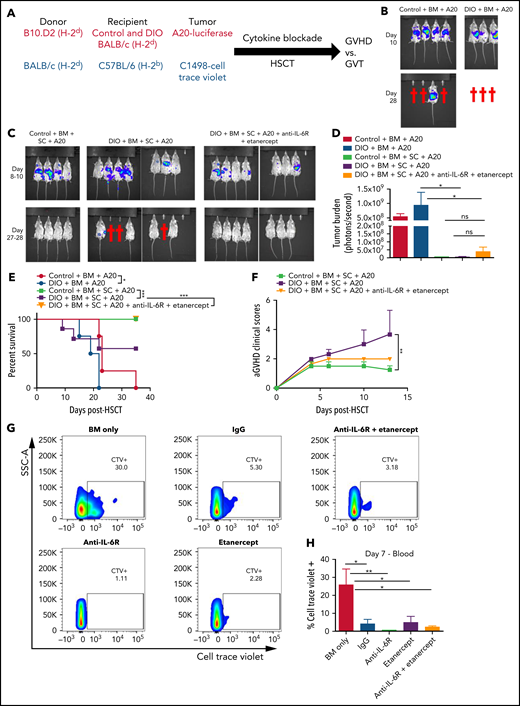 Effects of TNF and IL6 blockade on graft-versus-tumor effects after alloHSCT in mice. (A) Schema of two GVT models. Lethally irradiated control and DIO BALB/c mice received 8 × 106 BM cells and 10 × 106 SCs from donor B10.D2 mice, 1 × 106 A20-luciferase cells, and were treated with dual cytokine blockade (B-F). Lethally irradiated young lean C57BL/6 mice received 5 × 106 BM cells and 20 × 106 SCs from donor BALB/c mice, 5 × 106 Cell Trace Violet-tagged C1498 cells, and were treated with single and dual cytokine blockade (G-H). (B) Representative images of tumor burden at day 10 and day 28 post-HSCT, and tumor injection of control and DIO mice transplanted with BM cells and A20 cells. (C) Representative images of tumor burden at day 8 to day 28 post-HSCT and tumor injection of recipients with bone marrow cells and splenocytes from B10.D2 mice, A20 cells, with or without cytokine blockade treatment. (D) Quantification of A20 burden at day 10 post-HSCT and tumor injection (n = 4-8 per group). (E) Survival rate (n = 4-8 per group). (F) aGVHD clinical scores (n = 7-8 per group). (G) Representative flow cytometry plots of percentages of C1498 cells tagged with Cell Trace Violet in the peripheral blood at day 7 post-HSCT. (H) Quantification of percentages of C1498 cells (n = 4 per group). Bar graphs depict mean ± SEM. Survival curves were plotted on a Kaplan-Meier curve and analyzed by a log-rank test. One-way ANOVA test was used in panel D. Two-way ANOVA test was used in panel F. *P < .05; **P < .01; ***P < .001; ns, not significant.