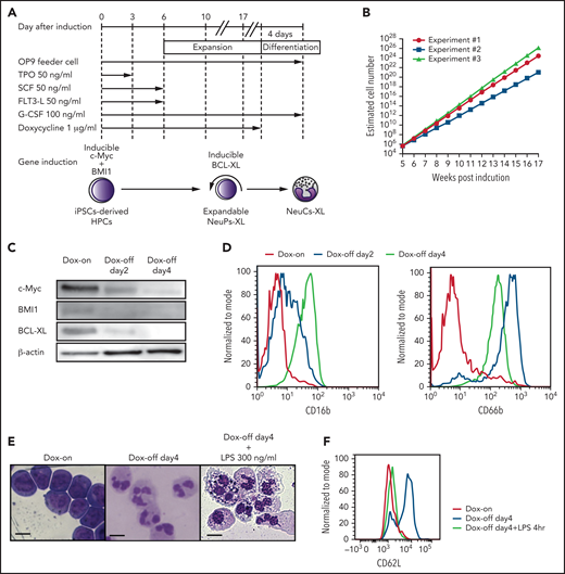 Establishment of expandable neutrophil-primed progenitors enhanced by BCL-XL (NeuPs-XL). (A) A scheme of the establishment of expandable NeuPs-XL from human iPSCs-derived hematopoietic progenitor cells (HPCs) and their differentiation into neutrophil-like cells (NeuCs-XL). (B) Estimated cell number of the expandable progenitors at the presence of doxycycline (Dox). Means of 3 experimental replicates. (C) Protein expression of c-Myc, BMI1, and BCL-XL in the expandable progenitors 2 and 4 days after the withdrawal of Dox and at the presence of Dox. (D) Representative flow cytometry of the neutrophil-specific surface proteins in the expandable progenitors at the presence of Dox (red), 2 (blue), or 4 (green) days after the withdrawal of Dox. (E) Morphology of the expandable progenitors in Wright-Giemsa stain at the presence of Dox or 4 days after the withdrawal of Dox with or without 300 ng/mL lipopolysaccharide (LPS). Scale bar, 10 μm. (F) Representative flow cytometry of CD62L in NeuPs-XL and NeuCs-XL with or without 4-hour LPS stimulation.