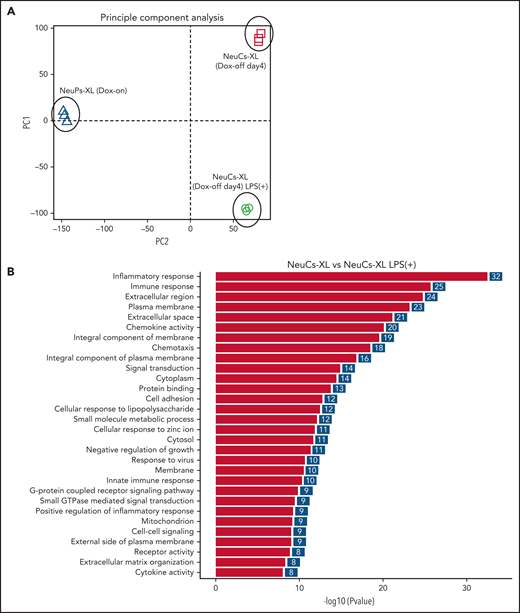 Gene expression profiling in expandable neutrophil-primed progenitors and neutrophil-like cells with or without lipopolysaccharide (LPS) stimulation. (A) Principal component analysis of the gene expression in neutrophil-primed progenitors enhanced by BCL-XL (NeuPs-XL) and neutrophil-like cells from NeuPs-XL (NeuCs-XL) with or without LPS stimulation. (B) Gene ontology analysis of differentially expressed genes in NeuPs-XL with or without 300 ng/mL LPS stimulation. X-axis: -log10(P value) of each term. Y-axis: significant enriched gene ontology term. (C) Gene expression of inflammatory cytokines in NeuCs-XL with or without LPS stimulations, using qPCR. Means of 3 independent experiments, with relative gene expression, normalized to GAPDH expression. Statistical significance was calculated using a Student t test. *P < .05, **P < .01, ***P < .001. (D) Gene set enrichment analysis of the NF-κB pathway in NeuCs-XL with or without LPS stimulation. (E) Phosphorylation and expression of proteins involved in NF-κB and MAPK pathway using NeuCs-XL with 15-, 30-, and 60-minute LPS stimulation or without LPS stimulation.