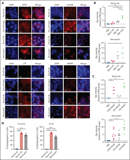 Functional assay of neutrophil-like cells in vitro. (A) Immunocytochemistry of primary (MPO and ELANE), secondary (LTF), and tertiary (MMP9) granules in NeuPs-XL 2 days after removing doxycycline (Dox-off day2), NeuCs-XL, and human primary neutrophils. Scale bar, 10 μm. (B-C) Migration assay of NeuCs-XL and human neutrophils, using a transwell system with 0.1%, 1%, and 10% fetal bovine serum (FBS) or without FBS (B) and with 50 nM LTB4, C5a, and interleukin-8 or without (C). Means of 3 to 6 independent experiments. Statistical significance was calculated using analysis of variance (ANOVA). *P < .05, **P < .01, ***P < .001, ****P < .0001. (D) The proportion of phagocytosis-positive NeuPs-XL, NeuCs-XL, and human neutrophils incubated with S aureus or E coli. Means of 3 independent experiments. Statistical significance was calculated using ANOVA. **P < .01, ****P < .0001. (E) Representative flow cytometry of phagocytosis assay in NeuCs-XL with or without FITC-labeled E coli. (F) Phagocytosis assay in NeuPs-XL, NeuCs-XL, and human neutrophils. Means of 3 independent experiments. Statistical significance was calculated using ANOVA. **P < .01, ****P < .0001. (G) Representative flow cytometry of oxidative burst assay in NeuPs-XL, NeuCs-XL, and human neutrophils with or without phorbol myristate acetate (PMA) stimulation, using dihydrorhodamine 123. (H) Oxidative burst assay in NeuPs-XL, NeuCs-XL, and human neutrophils using dihydrorhodamine 123. Means of 3 or 4 independent experiments. Statistical significance was calculated using ANOVA. ***P < .001, ****P < .0001. (I) Neutrophil extracellular trap formation of NeuCs-XL and human neutrophils without PMA stimulation or after 4-hour PMA stimulation. Scale bar, 10 μm.