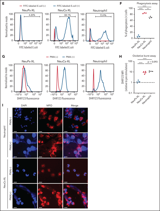 Functional assay of neutrophil-like cells in vitro. (A) Immunocytochemistry of primary (MPO and ELANE), secondary (LTF), and tertiary (MMP9) granules in NeuPs-XL 2 days after removing doxycycline (Dox-off day2), NeuCs-XL, and human primary neutrophils. Scale bar, 10 μm. (B-C) Migration assay of NeuCs-XL and human neutrophils, using a transwell system with 0.1%, 1%, and 10% fetal bovine serum (FBS) or without FBS (B) and with 50 nM LTB4, C5a, and interleukin-8 or without (C). Means of 3 to 6 independent experiments. Statistical significance was calculated using analysis of variance (ANOVA). *P < .05, **P < .01, ***P < .001, ****P < .0001. (D) The proportion of phagocytosis-positive NeuPs-XL, NeuCs-XL, and human neutrophils incubated with S aureus or E coli. Means of 3 independent experiments. Statistical significance was calculated using ANOVA. **P < .01, ****P < .0001. (E) Representative flow cytometry of phagocytosis assay in NeuCs-XL with or without FITC-labeled E coli. (F) Phagocytosis assay in NeuPs-XL, NeuCs-XL, and human neutrophils. Means of 3 independent experiments. Statistical significance was calculated using ANOVA. **P < .01, ****P < .0001. (G) Representative flow cytometry of oxidative burst assay in NeuPs-XL, NeuCs-XL, and human neutrophils with or without phorbol myristate acetate (PMA) stimulation, using dihydrorhodamine 123. (H) Oxidative burst assay in NeuPs-XL, NeuCs-XL, and human neutrophils using dihydrorhodamine 123. Means of 3 or 4 independent experiments. Statistical significance was calculated using ANOVA. ***P < .001, ****P < .0001. (I) Neutrophil extracellular trap formation of NeuCs-XL and human neutrophils without PMA stimulation or after 4-hour PMA stimulation. Scale bar, 10 μm.