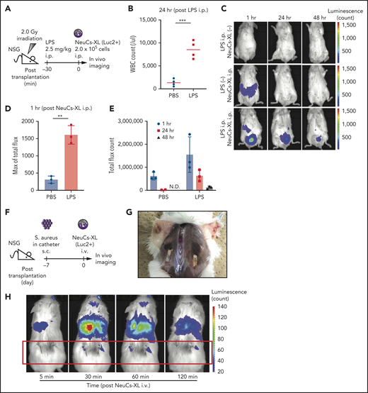 NeuCs-XL accumulate in sites of infection in vivo. (A) A scheme of in vivo imaging of neutrophil-like cells from expandable neutrophil-primed progenitors enhanced by BCL-XL (NeuCs-XL), using Luc2-expressing NeuCs-XL in lipopolysaccharide (LPS)-induced inflammation model. IP injection of LPS was followed by IP injection of Luc2-expressing NeuCs-XL. (B) White blood cell (WBC) count in peripheral blood 24 hours after the IP injection of phosphate-buffered saline (PBS) or LPS. Means of 4 mice in each group. Statistical significance was calculated using a Student t test. ***P = .0004. (C) In vivo imaging of Luc2-expressing NeuCs-XL in LPS-induced inflammation model 1, 24, and 48 hours after their IP injection. (D) Maximum of total flux in the region of interest of mice IP injected with PBS or LPS, followed by Luc2-expressing NeuCs-XL injection. Means ± standard deviation (SD) of 3 mice in each group. Statistical significance was calculated using a Student t test. **P = .0015. (E) Total flux count in the region of interest of mice IP injected with PBS or LPS, followed by Luc2-expressing NeuCs-XL injection. Data were shown 1, 24, and 48 hours after Luc2-expressing NeuCs-XL injection. Means ± SD of 3 mice in each group. ND, not detected. (F) A scheme of in vivo imaging of Luc2-expressing NeuCs-XL and the model of chronic biofilm infection with subcutaneous implantation of the catheters containing S aureus. (G) Catheters containing S aureus were subcutaneously transplanted into both sides of the back in NSG mice. The figure shows chronic infection 7 days after transplantation. (H) In vivo imaging of Lus2-expressing NeuCs-XL in the model of chronic biofilm infection 5, 30, 60, and 120 minutes after IV injection of NeuCs-XL.