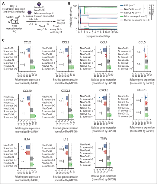 NeuCs-XL recruit murine immune cells and protect from lethal infection. (A) A scheme of survival analysis in the model of lethal bacterial peritonitis with S aureus. (B) Kaplan-Meier survival curve of neutrophil-depleted BALB/c mice with bacterial peritonitis, followed by the IP injection of NeuPs-XL, NeuCs-XL, murine neutrophils, human neutrophils, or PBS. Dotted lines indicate 95% confidence interval. Statistical significance was calculated using log-rank test. *P < .05. (C) Gene expression of chemokines and cytokines in NeuPs-XL and NeuCs-XL with or without S aureus stimulation, using qPCR. Means of 3 independent experiments, with relative gene expression, normalized to GAPDH expression. Statistical significance was calculated using ANOVA. *P < .05, **P < .01, ***P < .001, ****P < .0001. (D) A scheme of FACS analysis of peritoneal exudated cells in the model of bacterial peritonitis with S aureus. (E) Cell numbers of peritoneal exudate cells (total cells, dendritic cells, and macrophages) in each condition. Means of 3 to 6 independent experiments. Statistical significance was calculated using ANOVA. *P < .05, **P < .01, ***P < .001. (F) A scheme of FACS analysis of peritoneal exudated cells in the model of bacterial peritonitis with S aureus using TLR-2 blocked NeuCs-XL. (G) Cell numbers of peritoneal exudate cells (human CD45+ cells, dendritic cells, and macrophages) in each condition. Statistical significance was calculated using a Student t test. *P < .05. (H) A scheme of survival analysis in the model of lethal bacterial peritonitis with S aureus after sublethal irradiation. (I) Kaplan-Meier survival curve of irradiated BALB/c mice with bacterial peritonitis, followed by the IP injection of NeuCs-XL or PBS. Statistical significance was calculated using log-rank test. **P = .0062.