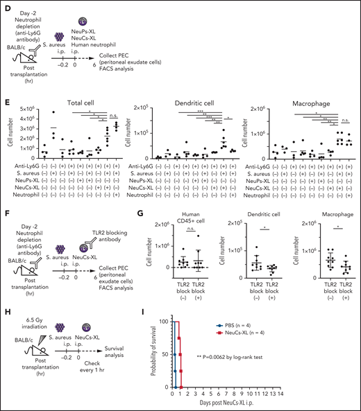 NeuCs-XL recruit murine immune cells and protect from lethal infection. (A) A scheme of survival analysis in the model of lethal bacterial peritonitis with S aureus. (B) Kaplan-Meier survival curve of neutrophil-depleted BALB/c mice with bacterial peritonitis, followed by the IP injection of NeuPs-XL, NeuCs-XL, murine neutrophils, human neutrophils, or PBS. Dotted lines indicate 95% confidence interval. Statistical significance was calculated using log-rank test. *P < .05. (C) Gene expression of chemokines and cytokines in NeuPs-XL and NeuCs-XL with or without S aureus stimulation, using qPCR. Means of 3 independent experiments, with relative gene expression, normalized to GAPDH expression. Statistical significance was calculated using ANOVA. *P < .05, **P < .01, ***P < .001, ****P < .0001. (D) A scheme of FACS analysis of peritoneal exudated cells in the model of bacterial peritonitis with S aureus. (E) Cell numbers of peritoneal exudate cells (total cells, dendritic cells, and macrophages) in each condition. Means of 3 to 6 independent experiments. Statistical significance was calculated using ANOVA. *P < .05, **P < .01, ***P < .001. (F) A scheme of FACS analysis of peritoneal exudated cells in the model of bacterial peritonitis with S aureus using TLR-2 blocked NeuCs-XL. (G) Cell numbers of peritoneal exudate cells (human CD45+ cells, dendritic cells, and macrophages) in each condition. Statistical significance was calculated using a Student t test. *P < .05. (H) A scheme of survival analysis in the model of lethal bacterial peritonitis with S aureus after sublethal irradiation. (I) Kaplan-Meier survival curve of irradiated BALB/c mice with bacterial peritonitis, followed by the IP injection of NeuCs-XL or PBS. Statistical significance was calculated using log-rank test. **P = .0062.