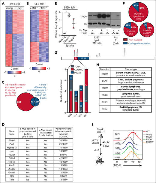 The transcription factor TFAP4 is induced by MYC in developing B cells and GCB cells and is mutated in lymphoid cancers. (A) Z score heat map showing expression of genes that are differentially expressed at least threefold by pro/pre-B cells from Eμ-Myc−Tfap4+/+ (non-Tg; n = 3) and Eμ-Myc Tfap4+/+ (n = 5) mice, as determined by RNA sequencing. (B) Z score heat map showing expression of genes that are differentially expressed at least threefold by c-MYC+ vs c-MYC− mouse splenic GCB cells, as determined by microarray (GSE38304). (C) Overlap of DEGs in (A) and (B). (D) Overlapping genes from panel C involved in gene regulation with direct c-MYC binding to each genomic region and mutation frequencies in hematopoietic tumors in COSMIC. The list is sorted by the numbers of point mutations in hematopoietic tumors after prioritization of c-MYC–bound genes. (E) Quantitative reverse transcription polymerase chain reaction (left panel) and immunoblot analysis (right panel) of Tfap4 mRNA and TFAP4 protein in BM B220+ IgM− cells of Eμ-Myc−Tfap4+/+ (non-Tg) and Eμ-Myc+ Tfap4+/+ and Tfap4+/− mice. Tfap4 mRNA expression was normalized to spike-in control RNA, ERCC-00108. Histone H3 serves as a loading control in immunoblot. (F) Frequency of coding TFAP4 mutations registered across BL subtypes.26 (G) Mapping of recurrent (≥4 independent) somatic missense mutations of TFAP4 identified in primary human tumors from TCGA, PeCan, and COSMIC databases. Each mutation is shown by an asterisk and is mapped to its position in the TFAP4 protein; PeCan lymphoid tumors are shown in blue, and Duke BL cases are shown in red. The basic region (b) functioning as a DNA binding domain and the helix-loop-helix (HLH) domain are shown. A caret (^) indicates that the R129W mutation is found outside of this region. (H) List of recurrent somatic mutations in the DNA binding region and their cancer types in panel G with hematopoietic malignancies shown in bold. (I) Assay to determine the function of somatic TFAP4 variants in upregulation of CD25, which is a direct TFAP4 target (supplemental Figure 1C-E), in Tfap4−/− CD8 T cells (left panel). Expression of CD25 in Tfap4−/− CD8 T cells retrovirally expressing each TFAP4 somatic variant (right panel). Data are representative of 3 independent experiments . *P < .05 by 1-way ANOVA. Ctrl, control; MFI, median fluorescence intensity; rIL-2, recombinant interleukin-2; RV; retrovirus; α, anti-.