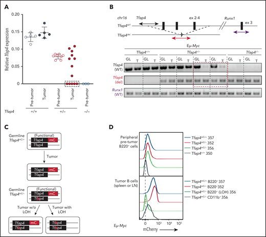 Low levels of TFAP4 endow interclonal competition of pretransformed B-cell precursors with aberrant c-MYC expression. (A) Expression of Tfap4 mRNA in pretransformed B220+IgM− BM (Pre-tumor) or B220+ IgM− tumor (Tumor) cells harvested from Eμ-Myc mice with the indicated Tfap4 genotypes. Tfap4 mRNA expression, measured by quantitative reverse transcription polymerase chain reaction (PCR), was normalized to Hprt1 expression. (B) Genomic PCR detecting the region of the Tfap4 allele encompassing exons 2-4 in tumor DNA (T) and tail DNA (GL, germline) of each corresponding mouse. A genomic region containing Runx1 located on the same chromosome was used as an internal control. Three of 5 lymphomas with low Tfap4 mRNA expression were analyzed by genomic PCR; the red dashed box indicates 2 representative samples with LOH of Tfap4 in tumors. (C) Diagram showing the detection of LOH using Tfap4-mC reporter knock-in mice. (D) Detection of TFAP4-mC fusion protein in peripheral blood B cells from healthy 4-week old Eμ-Myc Tfap4mC/+ and Eμ-Myc Tfap4mC/– mice (upper panel). Loss of TFAP4-mC expression in Eμ-Myc Tfap4mC/– tumor B cells with LOH or CD11b+ cells as internal mC– control (lower panel). The numbers to the right represent unique mouse IDs. chr16, chromosome 16; ex, exon; w/o, without.