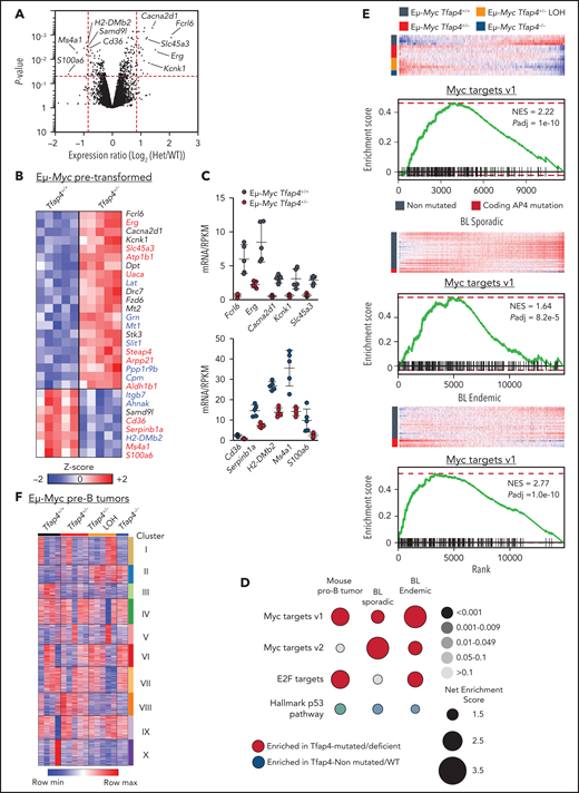 Gene expression changes associated with c-MYC target gene signature are enriched in mouse Eμ-Myc Tfap4+/− tumors and TFAP4-mutated BL patient samples. (A) Volcano plot showing gene expression changes between pretransformed Eμ-Myc Tfap4+/+ and Eμ-Myc Tfap4+/− B220+ IgM− BM cells. Log2-fold change and P values were calculated using a limma R package through the Phantasus application. Red dashed lines indicate cutoff thresholds for fold-change >1.8 and P < .05. The top 5 most DEGs in either direction are labeled. (B) Annotation and z score heat map of genes differentially expressed by >1.8-fold in (A). Genes bound by TFAP4 or cobound by TFAP4 and MYC, as determined by chromatin immunoprecipitation sequencing, are shown in red and blue, respectively. (C) Expression of DEGs, defined in (B), by pretransformed pro/pre-B cells from mice with the indicated Tfap4 genotypes. Upper panel: upregulated genes; lower panel: downregulated genes. (D) GSEA of Tfap4-deficient/mutated vs Tfap4-WT/nonmutated mouse tumor B cells or human BL samples relative to the indicated gene set signatures. Dot sizes, colors, and color gradients indicate the net enrichment score, positive or negative enrichment, and adjusted P value, respectively. (E) GSEA illustrating the selective upregulation of MYC target genes in Tfap4-deficient/haploinsufficient mouse tumors (top panels) and TFAP4-mutated human sporadic (middle panels) or endemic (bottom panels) BL samples. (F) K-means clustering (10 clusters) of genes expressed in pro/pre-B tumor cells from Eμ-Myc mice with indicated Tfap4 genotypes. Het, heterozygous; max, maximum; min, minimum; NES, net enrichment score; Padj, adjusted P value; RPKM, reads per kilobase of transcript, per million mapped reads.