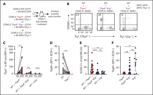 TFAP4-mediated restriction of Erg is required for coupling of c-MYC–dependent proliferation and differentiation. (A) Scheme for in vivo assessment of expansion and differentiation of Tfap4+/+, Tfap4+/−, Tfap4+/−Erg+/−, and Erg+/− CD19+ pro/pre-B cells transduced with a distinct retrovirus encoding mouse c-MYC (T58A). MSCV-based retroviruses expressing mouse MYC-ires-GFP and mouse MYC-ires-Thy1.1 were packaged by transiently transfecting PlatE cells with a helper plasmid, pCL-10A1. Viral supernatant harvested 48 hours after transfection was used to infect freshly isolated CD45.2 CD19+ BM cells from 6- to 14-week-old mice (age matched within the experimental groups) with the indicated genotypes at 1000g, 30°C for 1.5 to 2 hours in the presence of 10 mg/mL Polybrene. Transduced CD19+ BM cells from Tfap4+/+ (WT) and Tfap4+/− or Tfap4+/−Erg+/− or Erg+/− mice were cotransferred into sublethally irradiated CD45.1 recipients at a 1:1 ratio. Comparable infection efficiency across genotypes when using MYC-GFP or MYC-Thy1.1 retroviruses was achieved, as shown in supplemental Figure 6H. Three weeks later, mice were euthanized, and the proportions of each transduced cell population and their differentiation status were analyzed. (B) Representative flow cytometry plots showing frequencies of Tfap4+/+ (WT) and Tfap4+/− (left panel), WT and Tfap4+/−Erg+/− (middle panel), and WT and Erg+/− (right panel) donor-derived B220+ cells in the BM of recipient mice 20 days after transfer. (C) Ratios of c-MYC–expressing Tfap4+/− to WT, Tfap4+/−Erg+/− to WT, and Erg+/− to WT cells in the BM of recipient mice 20 days after transfer. (D) Percentages of surface IgM+ transduced Tfap4+/+ B220+ cells compared with Tfap4+/− B220+ cells in the same recipient mouse. (E) Percentages of CD45.2+ cells in the BM of mice in (A). (F) Percentages of surface IgM+ transduced Tfap4+/− B220+ cells compared with Tfap4+/−Erg+/− or Erg+/− B220+ cells (WT + Tfap4+/−, n = 21; WT + Tfap4+/−Erg+/−, n = 23; WT + Erg+/−, n = 9), Data are from 3 independent experiments combined. *P < .05, **P < .01, ****P < .0001; paired Student t test (C-D), **P < .01, ****P < .0001; Kruskal -Wallis test with Dunn’s multiple-comparison test (E,F). ns, no statistical significance.