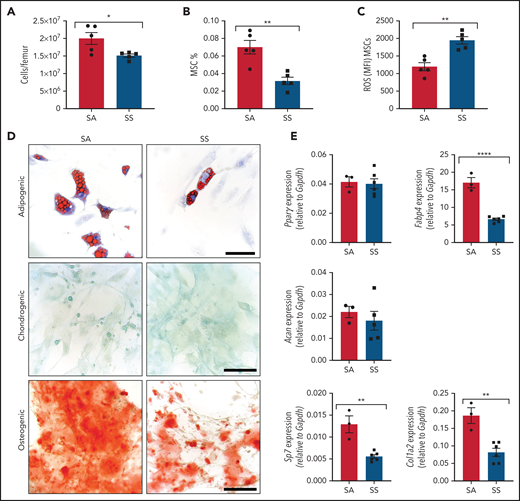 Characterization of MSC phenotype in SCD. (A-B) SCD mice were analyzed by using flow cytometry for total bone marrow cellularity (A) and Ter119–CD45–CD31–CD51+PDGFRα+ MSC frequency of total bone marrow cells (B). (C) ROS mean fluorescence intensity (MFI) in MSCs was determined by DCFDA. N = 5 mice for panels A-C. Sorted MSCs from Townes SS mice in culture were differentiated into adipogenic, chondrogenic, and osteogenic lineages. (D) Representative images of Oil-red-O staining to mark lipid droplets among adipogenic differentiated cells, Alcian blue for chondrogenic differentiation, and Alizarin red for osteogenic differentiation. Scale bar, 100 µM. Images are representative from N = 6 mice. (E) Corresponding adipogenic (Fabp4, Pparγ), chondrogenic (Acan), and osteogenic (Sp7, Col1a2) specific gene expression determined by RT-PCR (N = 3-6 mice). Gene expression is relative to Gapdh. Data were analyzed with a 2-tailed, unpaired Student t test. Data are presented as mean ± standard error of the mean. *P ≤ .05, **P ≤ .01, ****P ≤ .0001.