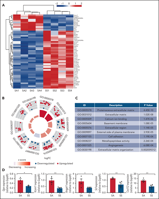 Gene signatures of sickle MSCs. RNA-sequencing transcriptome analysis and RT-PCR were conducted on sorted MSCs from Townes SS mice vs SA control mice. (A) The top 50 differentially expressed genes from RNA sequencing are presented and arranged by using hierarchical clustering. Experimental and control groups were age and sex matched. Each lane represents sorted MSCs from different mice. (B) Top 10 differentially expressed Gene Ontology categories among SS MSCs compared with SA MSCs. (C) Table listing the top 10 differentially expressed Gene Ontology categories and corresponding P values among SS MSCs compared with SA MSCs. (D) RT-PCR analysis revealed that HSC maintenance genes were downregulated among SS MSCs compared with SA MSCs. Gene expression levels were normalized to Gapdh. Data are presented as mean ± standard error of the mean. Statistical significance was determined by using a 2-tailed, unpaired Student t test (D). N = 4 for all experiments. *P ≤ .05, **P ≤ .01.