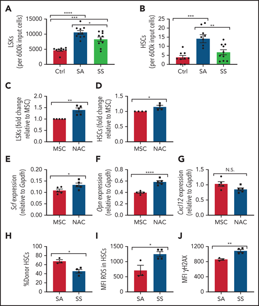 Maintenance of hematopoietic cells by SCD MSCs. (A-B) Lineage-negative hematopoietic cells from B6 mice were cultured alone (control) or together with MSCs from SS or SA mice. After 6 days of coculture, we determined the number of Lin–Sca1+c-Kit+ population (N = 9-10 cocultures from 5 mice) (A) and number of Lin–Sca1+c-Kit+CD48-CD150+ HSC population (N = 9-10 cocultures from 5 mice) (B) present within the culture system by flow cytometry. MSCs were treated with NAC or vehicle (control) for 8 hours followed by coculture with lineage-negative hematopoietic cells for 3 days. (C) The fold change difference in Lin–Sca1+c-Kit+ population after NAC treatment (N = 5 cocultures from 5 mice) is presented relative to that of the MSC-only group. (D) The fold-change difference in Lin–Sca1+c-Kit+CD48–CD150+ HSC population after NAC treatment (N= cocultures from 5 mice) is presented relative to that of the MSC-only group. HSC maintenance gene expression among MSCs was assessed by RT-PCR after 8 hours of NAC treatment of Scf (E), Opn (F), and Cxcl12 (G) (N = 5 cocultures from 5 mice). HSCs cocultured with SS or SA MSCs were transplanted into CD45.1 mice and analyzed after 16 weeks. (H) Bone marrow HSC donor engraftment frequency (N = 3-4 mice). (I) Mean fluorescence intensity (MFI) of ROS content in engrafted HSCs (N = 3-4 mice). (J) MFI of γH2AX in HSCs (N = 3-4 mice). Data are presented as mean ± standard error of the mean. Data were analyzed by using 1-way analysis of variance with Tukey multiple comparison test (A-B), or a 2-tailed, unpaired Student t test (C-J). *P ≤ .05, **P ≤ .01, ***P ≤ .001, ****P ≤ .0001. N.S., not significant.