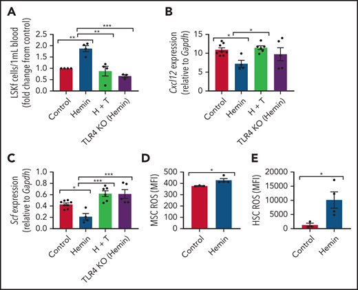 Alterations to the bone marrow microenvironment due to free heme exposure. C57BL/6 mice were injected with 50 µmol/kg hemin 3 times per week or phosphate-buffered saline (control) for 30 days to mimic long-term heme exposure. To examine if TLR4 inhibition can block heme-mediated effects in stromal cells, B6 mice were treated with hemin plus TAK-242 (H + T). An additional group of TLR4 KO mice were treated with hemin for comparison. (A) Peripheral blood hematopoietic stem and progenitor cells marked by Lineage-Ckit+Sca1+Flt3– expression as measured by flow cytometry represented as fold change in number per mL blood relative to control (N = 3-4). Gene expression of Cxcl12 (B) and Scf (C) among bone marrow MSCs in each group as measured by RT-PCR and normalized to Gapdh (N = 4-8). (D) Mean fluorescence intensity (MFI) of DCFDA among CD45–Ter119–CD31–PDGFRα+CD51+ MSCs in the bone marrow (N = 3-4 mice). (E) MFI of DCFDA among Lin–Sca1+c-Kit+CD48–CD150+ HSCs in the bone marrow (N = 3-4 mice). Data are presented as mean ± standard error of the mean. Data were analyzed with 1-way analysis of variance with Tukey multiple comparison test (A-C), or a 2-tailed, unpaired Student t test (D-E). *P ≤ .05, **P ≤ .01, ***P ≤ .001.