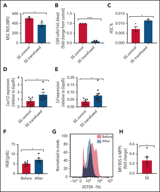 Transfusion effect on hematopoietic microenvironment. Townes SS mice were transfused with 2 leuko-reduced RBC units to represent short-term transfusions and analyzed 3 days later. (A) Mean fluorescence intensity (MFI) of DCFDA signal measuring ROS among MSCs in transfused mice and SS control phosphate-buffered saline transfused mice (N = 3 mice). (B) Peripheral blood hematopoietic stem and progenitor cell population marked by Lineage-Sca1+Ckit+Flt3– is represented as fold change in number per mL of the transfused group relative to control (N = 3-4 mice). (C) Bone marrow HSC frequency determined by flow cytometry (N = 3-4 mice). Gene expression for Cxcl12 (D) and Scf (E) among sorted MSCs in transfused and control groups as determined by using RT-PCR (N = 7-9 mice). Peripheral blood samples from patients with SCD on a chronic RBC exchange transfusion regimen were analyzed immediately before their transfusion and 4 hours after their transfusion . (F) Hemoglobin (HGB) levels in transfused patients before and after transfusion measured by ADVIA automated cell counter (N = 6). (G) Representative histogram of DCFDA levels in human SCD multipotent progenitor cells (Lin–CD34+CD38–CD45RA–CD90–CD49f–). (H) Fold change of DCFDA levels in human SCD multipotent progenitor cells compared before and after transfusion (N = 6 patients). Data are presented as mean ± standard error of the mean. Data were analyzed with a 2-tailed, unpaired Student t test. (A-F), or a 1-sample Student t test. *P ≤ .05, ****P ≤ .0001.