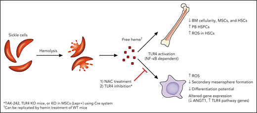 Free heme induces defects in SCD murine MSCs and HSCs in a TLR4-dependent manner. Hemolysis of sickle RBCs leads to release of free heme, which drives changes in BM MSCs and HSCs, including upregulation of ROS. These defects can be reversed in vivo or in vitro by targeting oxidative stress (NAC) or TLR4 pathways. ANGT1, angiopoietin 1. Professional illustration by Patrick Lane, ScEYEnce Studios.