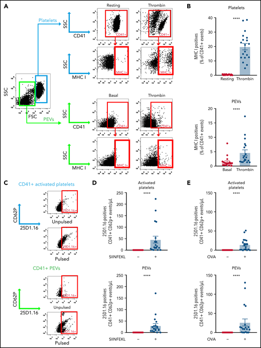 Platelets and PEVs load and process OVA onto MHC-I. (A-B) Thrombin (0.1 U/mL)–activated murine platelets and their PEVs express MHC-I (detected by hs-FCM; n = 19). Data are the mean ± standard error of the mean (SEM). ****P < .0001 (Mann-Whitney U test). Activated platelets and their PEVs loaded the SIINFEKL peptide (C-D) or processed and loaded OVA (C-E) onto MHC-I (n = 19). Data are the mean ± SEM. ****P < .0001, pulsed (+) vs unpulsed (−) (Kruskal-Wallis test).