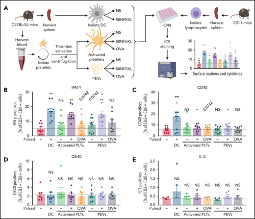 PEVs induce antigen-specific T-cell activation and cytokine production through antigen presentation. (A) The experimental plan. Cells and PEVs used for the stimulation of lymphocytes assessed by intracellular cytokines staining (ICS). NS, unpulsed; O/N, overnight. (B-E) Expression of receptors or cytokines by CD3+CD8+ T cells coincubated with DCs, activated platelets (PLTs), or PEVs left unpulsed or pulsed with SIINFEKL (PP), or OVA. IFN-γ production (B), CD40 expression (C), OX40 expression (D), and IL-2 production (E). Dashed lines are unstimulated conditions (n = 6, 7, or 9). Data are the mean ± SEM. *P < .05, **P < .01 vs unpulsed (Wilcoxon).