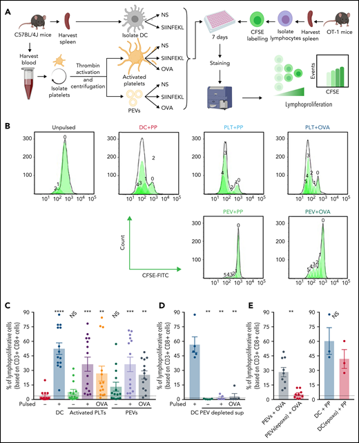PEVs loaded with native OVA process and present OVA peptide to induce antigen-specific T-cell lymphoproliferation (A) The experimental plan. NS, unpulsed. (B) Histogram showing CFSE fluorescence shift of CD3+CD8+ T-cell populations when coincubated with DCs, activated platelets (PLTs), or PEVs left unpulsed or pulsed with SIINFEKL peptide (PP) or OVA for 7 days. (C) Percentage of CD3+CD8+ lymphoproliferative cells after coincubation with DCs, PLTs, or PEVs, unpulsed or pulsed with PP or OVA for 7 days. Data are the mean ± standard error of the mean (SEM); n = 14). **P < .01; ***P < .001; ****P < .0001 vs unpulsed (Friedman test followed by Dunn’s post hoc test for multiple comparisons). NS, nonsignificant. (D) Percentage of CD3+CD8+ lymphoproliferative cells after a 7-day coincubation with PP pulsed DCs or supernatant (surn), depleted of PEVs by ultracentrifugation, left unpulsed or pulsed with PP or OVA. Data are the mean ± SEM (n = 5). **P < .01 vs unpulsed (Mann-Whitney). (E) Proportion of CD3+CD8+ lymphoproliferative cells after a 7-day coincubation with OVA-pulsed PEVs, treated or not with epoxomicin (epoxo) for 2 hours, and PP-pulsed DCs (DC+PP), treated or not with epoxomicin (epoxo). Dashed lines are unstimulated conditions. Data are the mean ± SEM (n = 9 for PEVs and n = 3 for DC). **P < .01 (Wilcoxon). NS, nonsignificant.