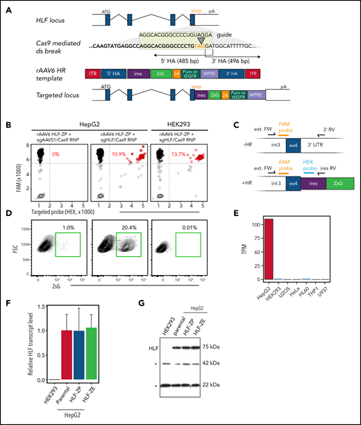 Engineering of a human genomic HLF reporter. (A) Outline of the HLF reporter–targeting strategy using CRISPR/Cas9 and rAAV6. A site-specific double-strand (ds) break at the HLF stop codon (orange) located in exon 4 is generated by a Cas9/sgHLF RNP complex. This stimulates HR with a single-stranded donor template delivered through rAAV6 infection. The resulting HR event results in a transgenic locus that coexpresses the HLF open reading frame and a multifunctional ZsGreen (ZsG) expression cassette connected the endogenous HLF open reading frame by an encephalomyocarditis virus internal ribosome entry site (ires). Gray boxes, HLF exons; white boxes, 5' and 3' untranslated regions; purple box, puromycin (puro) resistance or truncated EGFR (tEGFR) sequence linked to ZsG by a P2A for optional drug- or antibody-mediated selection. (B-E) Validation of the HLF reporter in human cell lines. HepG2 (HLF expressing) and HEK293 (HLF nonexpressing) cells were electroporated with Cas9/sgRNA RNP either as summarized in panel A or using sgAAVS1 as control. HLF-ZP, rAAV6-encoded HLF repair template driving expression of ZsG and puro resistance. Representative data of 2 independent experiments. (B) Droplet digital polymerase chain reaction (ddPCR) genotyping of targeted cell lines. Black dots represent HR− and red dots represent HR+ PCR droplets. HR percentages (red) were calculated as HR+ divided by the total number of specific amplicon-containing droplets (black and red). Representative data of 2 independent experiments. (C) ddPCR strategy. External forward primer (ext. FW) binding to a common region outside the 5' HA; 3' reverse (RV) primer amplifying unrecombined locus; ires RV primer amplifying recombined locus; HR− and HR+ amplicons are detected by a common FAM-labeled probe, and HR+ amplicons are additionally recognized by an HEX-labeled probe that binds to the ires region of the transgene. (D) Fluorescence-activated cell sorting analysis to detect reporter expression. (E) HLF expression levels in selected cell lines. Data curated from Human Protein Atlas.50 (F-G) HLF expression in reporter-targeted HepG2 cells. Parental or reporter-targeted/ZsG-sorted HepG2 cells were subjected to quantitative reverse transcription PCR (F) and Western (G) analyses to assess HLF expression. HEK293 cells served as negative control. Asterisks in panel G point to unspecific bands that were used as loading control. HA, homology arm; pA, endogenous HLF polyadenylation signal; TPM, transcripts per kilobase million; WPRE, woodchuck hepatitis virus posttranscriptional response element.