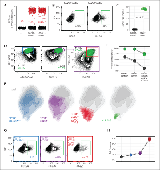 Selective HLF reporter expression in immunophenotypic human LT-HSC populations. CB-derived CD34+ cells were processed as in Figure 3D, with the addition of siTP53 and transduction of rAAV6 HLF-ZsG P2A tEGFR at multiplicity of infection 400. One representative of 4 independent experiments covering 4 biological replicates is shown. (A) HR allele frequencies in CD201+/− presorted fractions as determined by ddPCR. Gated on FAM+ (common probe) droplets, HEX+ droplets (red) identified HR allele amplicons. (B-C) Reporter expression in CD201+/−presorted fractions. Aggregated fluorescence-activated cell sorting (FACS) analysis (B) and summary by repeat (n = 4 for CD201− and n = 5 for CD201+ sorted; unpaired, 2-sided P value by Student t test is indicated) (C). (D-E) Immunophenotypes of ex vivo–expanded (UM171+) HLF-targeted HSPCs. FACS analysis of total (black) vs reporter-expressing (green) populations at day 7. Percentages of increasingly restricted HSC gates are provided for each population. Aggregated FACS data (D) and summary (E). (F) Dimensional reduction based on FACS analysis. UMAP reduction using CD34, CD45RA, CD201, CD90, ITGA3, and ZsG FACS intensities from panel D were calculated and are represented as a 2-dimensional density plot of all cells (gray, n = 306 797). Cells falling into surface immunophenotypic HSC or ZsG−gates are overlaid and color coded as in panel D. (G-H) HLF reporter expression within immunophenotypic HSC gates. Reverse gating of the same data as above showing reporter expression in increasingly restricted HSC gates. Aggregated FACS data from all repeats (G) and summary (H). FSC, forward scatter; PE, phycoerythrin.