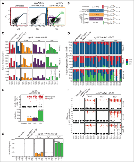 HLF expression identifies repopulating cells in CD34+ CB cell cultures. (A) Fluorescence-activated cell sorting plots showing the sorting of HLF reporter–targeted population for transplantation. A pool of 8 CB units was split into 3 and processed as indicated. Cells were sorted for CD201+ at day 3 and nucleofected at day 4 using program DZ100, including siTP53 followed by transduction with multiplicity of infection 400 of rAAV6. (B) Summary of transplantation layout. Transplantation cohorts and cell doses are represented using the same color code as in panel A. (C) Human engraftment summary of transplant-recipient NSGS mice. Human bone marrow chimerism determined based on human CD45+ cells among total CD45+ (mouse and human) cells at short- (week 3), intermediate- (week 9), and long-term (week 16) posttransplantation time points plotted using the same color code as in panels A and B. Each recipient mouse is represented along the x-axis (NSGS ID). Recipients are arranged by descending average reconstitution across all time points. Recipients #25912, #25914, and #25916 were euthanized at week 10 posttransplantation to be used as donors for secondary transplantation (summarized in Figure 6). (D) Lineage proportion of transplant recipients. Bone marrow biopsies were analyzed and arranged as in panel C. Normalized proportions of B cells (CD19), myeloid cells (CD33), and T cells (CD3) within human CD45+ cells for each time point and recipient are color coded as indicated. (E) HR allele frequencies in pretransplanted cell populations. Top: ddPCR droplets are pregated based on FAM positivity; black droplets represent FAM+/HEX− events indicative of untargeted alleles; red droplets (FAM+/HEX+) indicate targeted alleles, subsampled to 300 droplets per specimen. Bottom: quantification summary of HR frequencies calculated based on targeted/(untargeted + targeted) droplets. (F) ddPCR analysis of bone marrow biopsies at weeks 3, 9, and 16. Specimens are arranged as in panel C; ddPCR droplets are represented as in panel E, subsampled to 50 droplets per specimen and time point. (G) HR allele tracing summary. Summarized data representation of panels E and F. Dashed lines represent allele frequencies at the time of transplantation. Bars represent average HR allele frequencies from panel E with standard error bars; color codes as in panels A-C. One representative experiment of 2 independent experiments is summarized. PE, phycoerythrin.