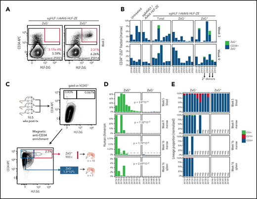 HLF reporter labels human HSCs with extensive self-renewal capacity. (A) Fluorescence-activated cell sorting plots of CD34+/HLF-ZsG+ population. Representative bone marrow biopsies of reporter-negative (sgHLF/rAAV6 HLF-ZE targeted, ZsG− sorted, left) and reporter-positive (sgHLF/rAAV6 HLF-ZE targeted, ZsG+ sorted, right) primary recipients, gated on human CD45+. (B) Summary of CD34+/HLF-ZsG+ population. Population overview of all primary recipients, pregated on human CD45+; recipient mice are arranged according to engraftment levels as in Figure 5C. (C) Strategy for secondary transplantation. The bone marrow of 3 primary recipients (sgHLF/rAAV6 HLF-ZE targeted, ZsG+ sorted cohort) was pooled and magnetically enriched for human CD34 expression. Reporter-expressing (ZsG+) and -nonexpressing cells (ZsG−) with comparable levels of CD34 expression were sorted for transplantation. Intrahepatic transplantation into newborn NSGS recipients as outlined. Corresponding cell doses of HLF-ZsG+ (n = 10) and HLF-ZsG− (n = 7) were transplanted. (D) Human engraftment summary of secondary recipients. Human chimerism in indicated tissues was determined based on human CD45-expressing cells among total (mouse and human) CD45+ cells at short- (week 5; blood), intermediate- (week 9; marrow), and long-term (week 16; marrow and spleen) time points posttransplantation. The dashed line represents the 0.1% mark used as the cutoff for engraftment positivity. Significance was calculated by unpaired 1-sided (alternative indicates greater) Wilcoxon test and is provided as a P value for a given comparison. (E) Lineage output of engrafted human cells. Positive specimens from panel D are shown and color coded for B cells (CD19+), myeloid cells (CD33+), and T cells (CD3). Normalized for lineage proportions within human CD45+ cells. Samples with <0.1% of human chimerism are designated negative (neg.). APC, allophycocyanin.