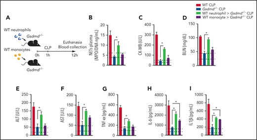 Gasdermin D expression in neutrophils is essential for organ dysfunction during polymicrobial sepsis. (A) Schematic representation of the cell transfer experiment in which neutrophils (1 × 107 cells per mouse) or monocytes (1 × 107 cells per mouse) from WT animals were transferred to Gsdmd−/− mice via IV injection 1 hour after the mice were subjected to CLP and 12 hours after the animals were euthanized. (B) Circulating concentrations of MPO/DNA-NETs were quantified 12 hours after sepsis induction by CLP. (C-F) The plasma levels of organ injury markers and (G-I) cytokines TNF-α, IL-6, and IL-1β were determined 12 hours after sepsis induction by CLP. (B-I) The dashed lines indicate the upper and lower levels of the mediators measured in the control sham groups. The data are expressed as means ± SEM. *P < .05; 1-way ANOVA followed by Tukey’s test (B-I). The data are representative of ≥2 independent experiments, each including 4 to 6 animals per group.