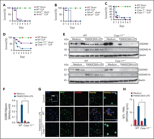 Caspase-11 contributes to NET release through gasdermin D. (A-D) The survival of WT, Aim2−/−, Nlrc4−/−, Casp1−/−, and Casp11−/− mice subjected or not to CLP was followed for 7 days. (E) Bone marrow neutrophils from WT and Casp11−/− mice were primed with PAM3CSK4 (1 μg/mL) for 4 hours and then transfected with ultrapure LPS (10 μg/mL) for 4 hours. The cell lysates were harvested for immunoblot analysis of GSDMD total and its cleaved fraction (GSDMD-N). Each band represents 1 different animal. Actin (β-actin) was used as a loading control. (F) Quantification of GSDMD-N relative to β-actin. Bone marrow neutrophils from WT and Casp11−/− mice were primed with PAM3CSK4 (1 µg/mL) for 4 hours and then transfected with ultrapure LPS (10 µg/mL) for 4 hours. (G) Representative fluorescence images of NETs stained for DNA (DAPI, blue), myeloperoxidase (MPO, green), and the gasdermin D cleaved fraction (GSDMD, red) are shown. Scale bar, 50 µm at ×630 magnification. (H) The concentration of MPO/DNA-NETs was determined in the culture supernatants. The data are expressed as means ± SEM. *P < .05; H-Mantel-Cox log-rank test (A-D), 1-way ANOVA followed by Tukey’s test (F,H). The data are representative of ≥2 independent experiments, each including 5 to 7 animals per group.