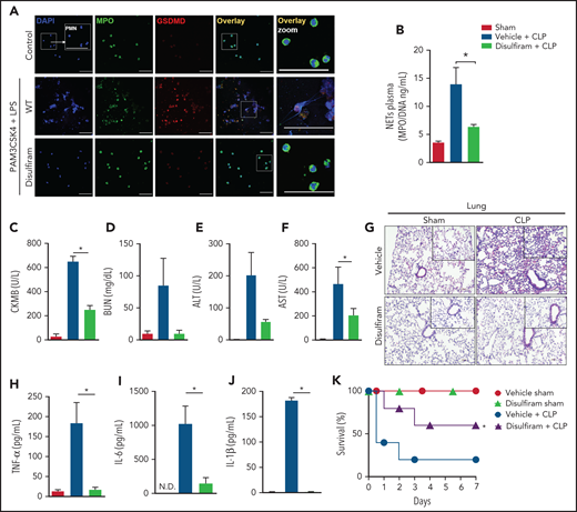 Disulfiram, a gasdermin D inhibitor, protects against CLP-induced sepsis by reducing NET release. (A) Bone marrow neutrophils were treated with disulfiram (30 µM) or vehicle 1 hour before stimulation with PAM3CSK4 (1 µg/mL) for 4 hours and then were transfected with ultrapure LPS (10 µg/mL) for an additional 4 hours. Representative fluorescence images of NETs stained for DNA (DAPI, blue), myeloperoxidase (MPO, green), and the gasdermin D cleaved fraction (GSDMD, red) are shown. Scale bar, 50 µm at ×630 magnification. (B) The mice were pretreated with disulfiram (80 mg/kg) or vehicle by subcutaneous injection 24 and 4 hours before surgery and at 6 and 18 hours after CLP. The MPO/DNA-NET concentration in the plasma was determined 24 hours after CLP-induced sepsis. (C-F) The circulating levels of organ injury markers were determined 24 hours after sepsis induction by CLP. (G) Representative images of the histologic staining of the lung sections performed 24 hours after sepsis induction are shown. Scale bar 200 μm at ×400 magnification. (H-J) The systemic levels of TNF-α, IL-6, and IL-1β were measured by enzyme-linked immunosorbent assay 24 hours after CLP-induced sepsis. (K) The mice were pretreated with disulfiram (80 mg/kg) or vehicle by SC injection 24 and 4 hours before CLP-induced sepsis, 6 hours after CLP, and every 12 hours for 2 days and then were followed for survival analysis. The data are expressed as means ± SEM. *P < .05; 1-way ANOVA followed by Tukey’s test (B-F,H-J), H-Mantel-Cox log-rank test (K). The data are representative of ≥2 independent experiments, each including 5 to 7 animals per group.