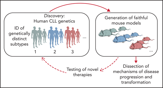 Schematic representation of the integration of human genomic analyses into the generation of mouse models recapitulating human disease drivers. Novel models can be exploited for studies of disease pathogenesis and treatment and allow findings to be translated back into personalized treatment interventions for patients with selected genetic makeups.