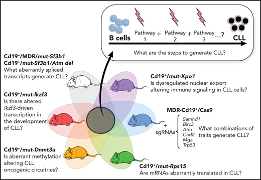 B-cell–restricted strains carrying CLL putative disease drivers and functional interrogation of the role of selected gene mutations in CLL pathogenesis.