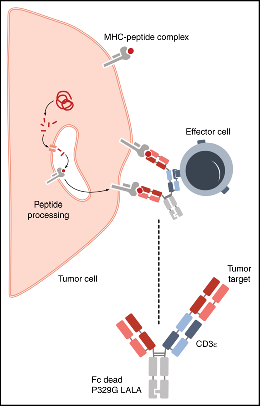 WT1-TCB is a trivalent bispecific antibody containing 2 binding sites for a WT1 peptide presented on HLA-A*02 and a binding site recognizing CD3ε on T cells. The Fc region contains a P329G LALA mutation that increases the half-life but eliminates complement and antibody-dependent cellular cytotoxicity. See Figure 2A in the article by Augsberger et al that begins on page 2655.