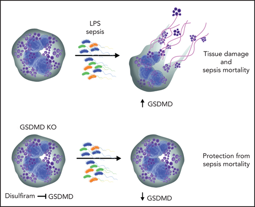 Inhibition of GSDMD with disulfiram abrogates NET formation and reduces sepsis severity. During sepsis, activated neutrophils release neutrophil granule components and NETs. NETs aggravate tissue injury and may lead to death resulting from sepsis. GSDMD is proteolytically activated by neutrophil proteases during NETosis and plays a pivotal role in the generation of NETs. Disulfiram inhibits GSDMD and abrogates NET formation, thus reducing sepsis lethality. KO, knockout.