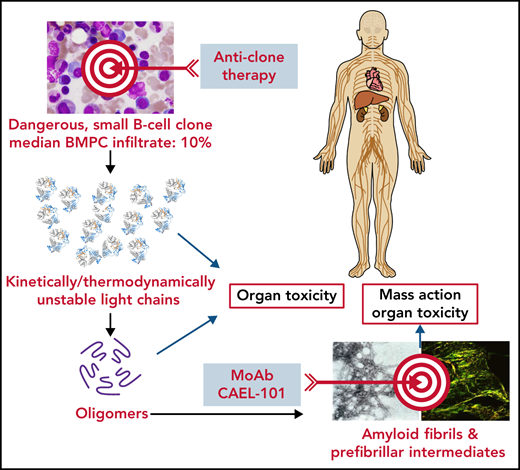 Two-hit strategy for treatment of AL amyloidosis. Schematic representation of the amyloid cascade and targets for intervention. Suppressing the production of the amyloid precursor by anticlone immunochemotherapy extinguishes the cascade and direct organ toxicity and promotes amyloid resorption, thus favoring recovery of organ function and extending survival. Promoting amyloid resorption using passive immunotherapy should help restore tissue architecture and reduce amyloid fibril-mediated toxicity, thus improving organ function and survival. The 2-hit strategy should be synergic, abbreviating the time to organ response and possibly leading to a cure of this disease. Black arrows indicate the flow of molecular events; blue arrows indicate possible effect on target organs; red arrows indicate therapeutic interventions. BMPC, bone marrow plasma cell; mAb, monoclonal antibody.