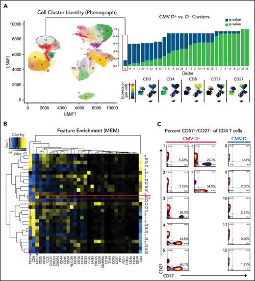 Identification of a CD57+/CD27− CD4+ T-cell population. (A) Clustered UMAP plot generated using 33 antibodies from the human T-cell panel (CIC-002) characterizing PBSC samples from 7 CMV donor-positive (D+) and 5 CMV donor-negative (D–) transplants show 29 distinct cell clusters across all samples. Differential frequency for each cluster between D+ and D– samples are shown with corresponding P (blue) and q values (red). Only 1 cluster (15) met an false discovery rate threshold of 0.2. Selected antibody results are shown to the right of the UMAP plot. (B) For each cluster, normalized antibody intensity is shown using Marker Enrichment Modeling (MEM). (C) 2 × 2 gating was performed for CD4+ T cells to emphasize the CD27/CD57 profile for D+ and D– groups.